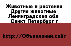 Животные и растения Другие животные. Ленинградская обл.,Санкт-Петербург г.